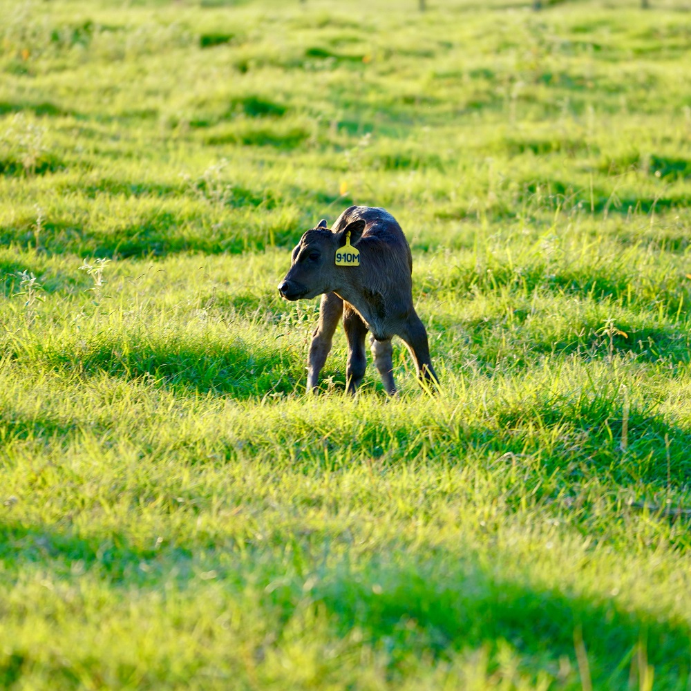 Calf standing in a grass field